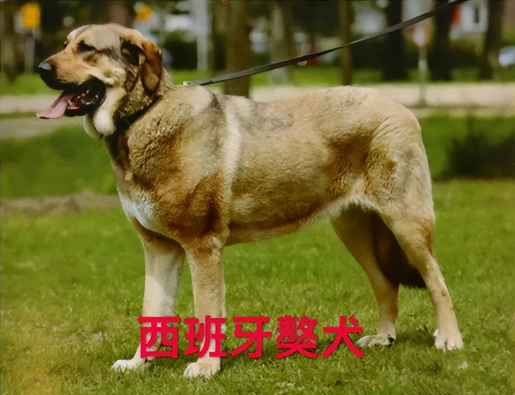 沙克健身_沙克教程_沙克是啥