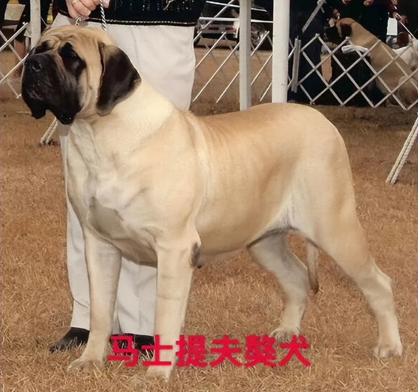 沙克健身_沙克是啥_沙克教程