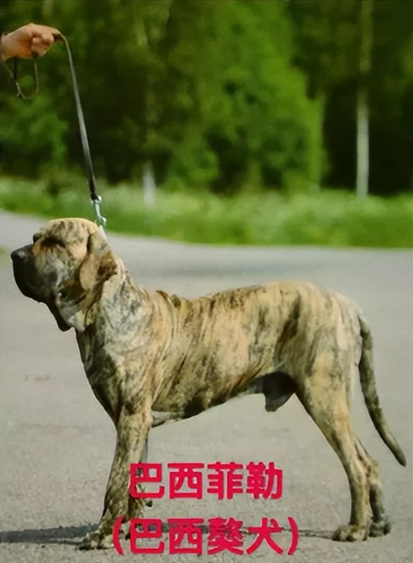 沙克教程_沙克是啥_沙克健身