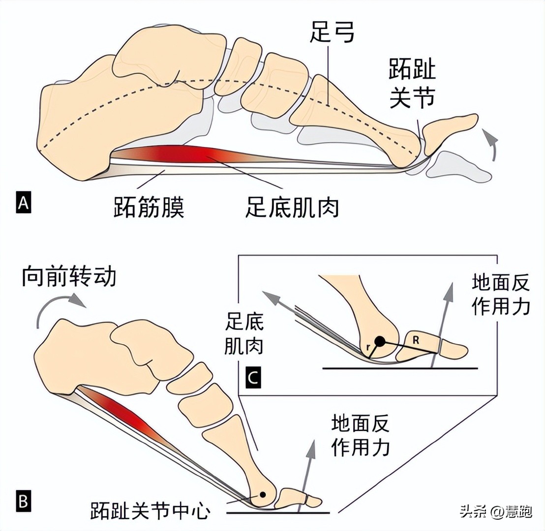 篮球鞋碳版干嘛使的_历史第一双有碳板的篮球鞋_篮球鞋碳板是什么意思