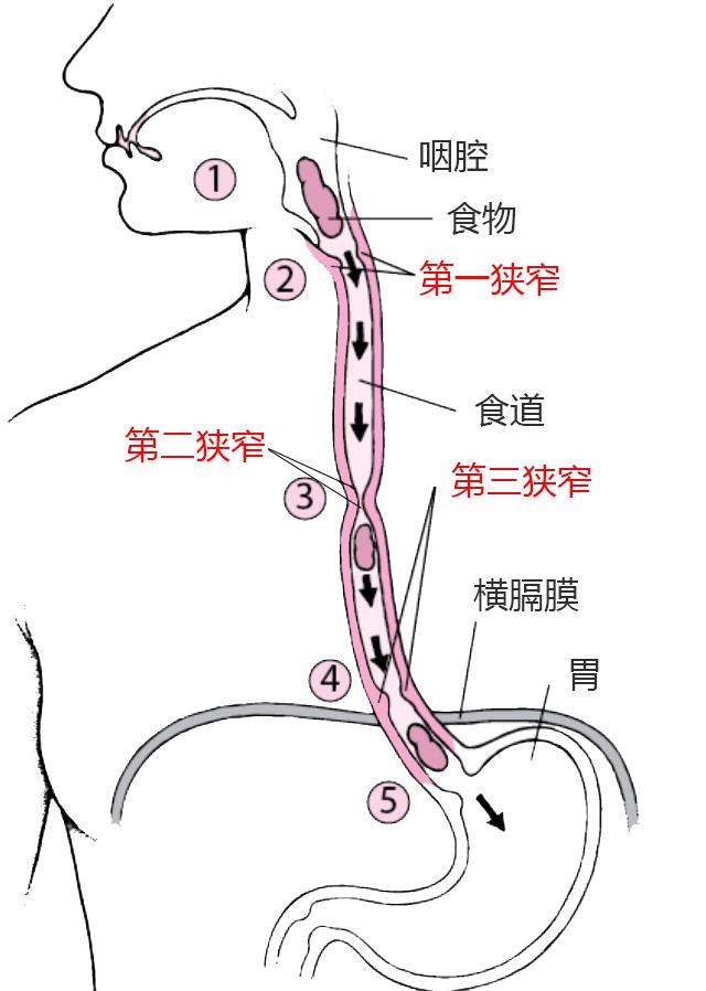 常识节日生活小报图片_节日中的生活_节日生活小常识